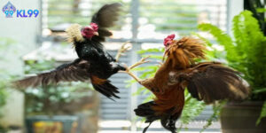 Cảnh Báo Nhà Cái Đá Gà Lừa Đảo Và Sự Minh Bạch Của Kl99