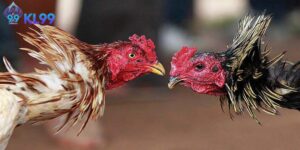 Phân Tích Đá Gà Kl99 Yếu Tố Chuyên Môn Định Thắng Bại
