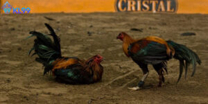 Rủi Ro Đá Gà Online Kl99 Và Cách Chơi An Toàn Hiệu Quả