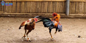 So Sánh Đá Gà Kl99 Để Chọn Được Đúng Loại Hình Phù Hợp