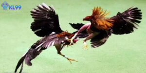 Khám Phá Văn Hóa Đá Gà Kl99 Và Nét Đặc Trưng Khu Vực